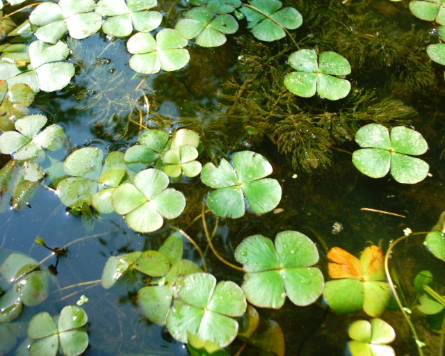 Marsilea quadrifolia / Trifoglio acquatico comune (quiz)